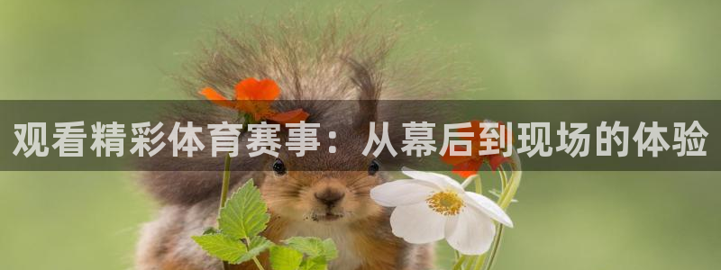 观看精彩体育赛事：从幕后到现场的体验